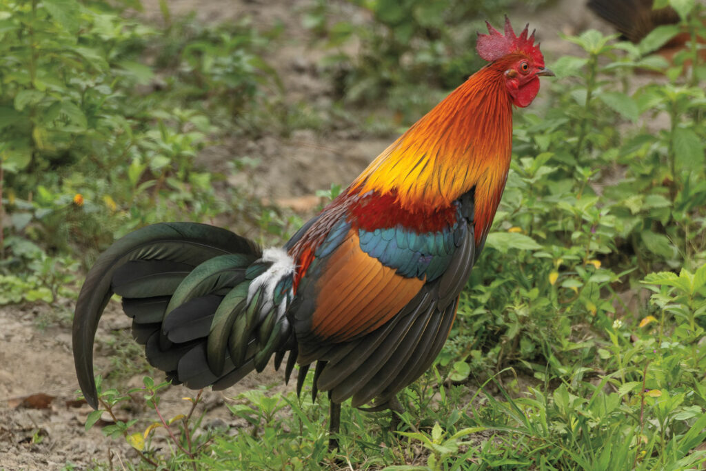 Chicken