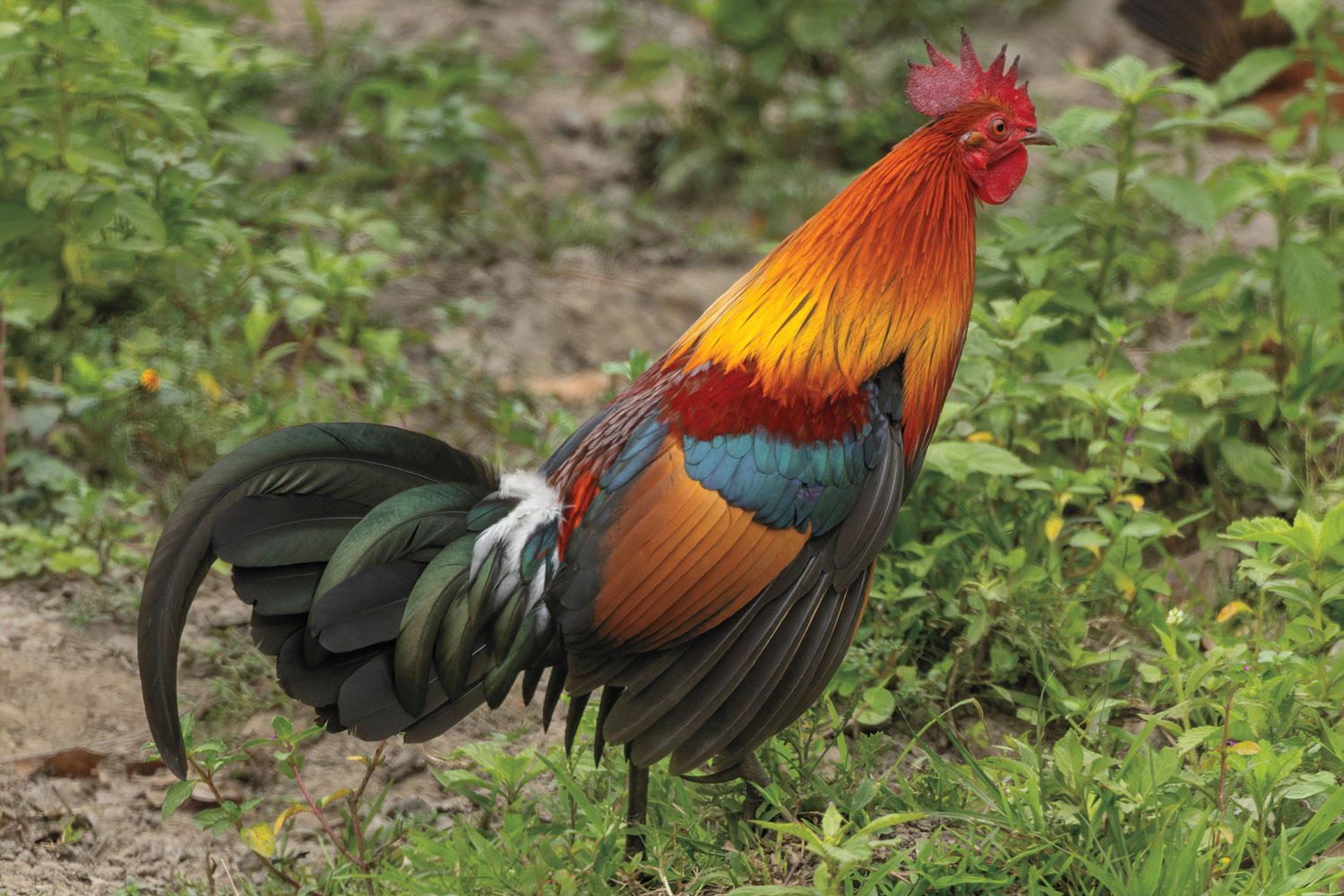 Chicken