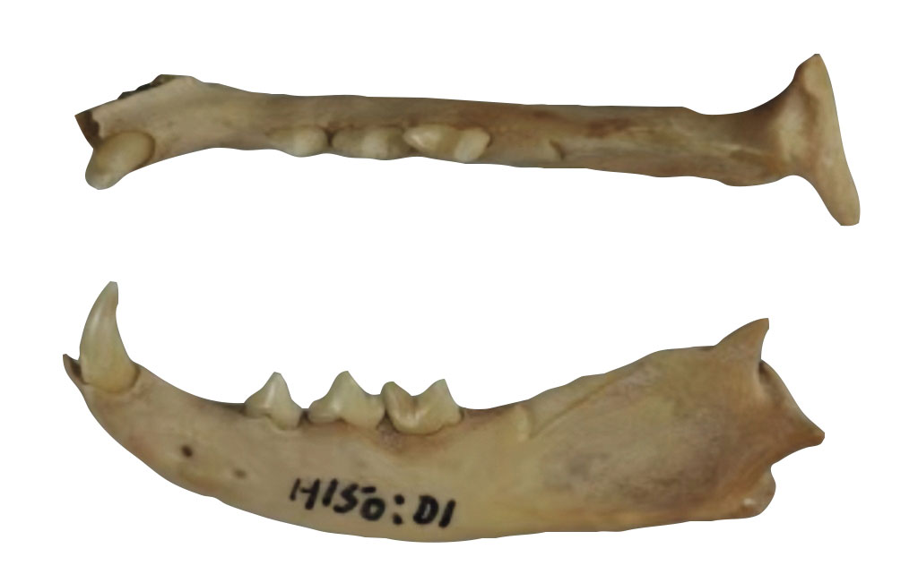 Two views of domestic cat mandible