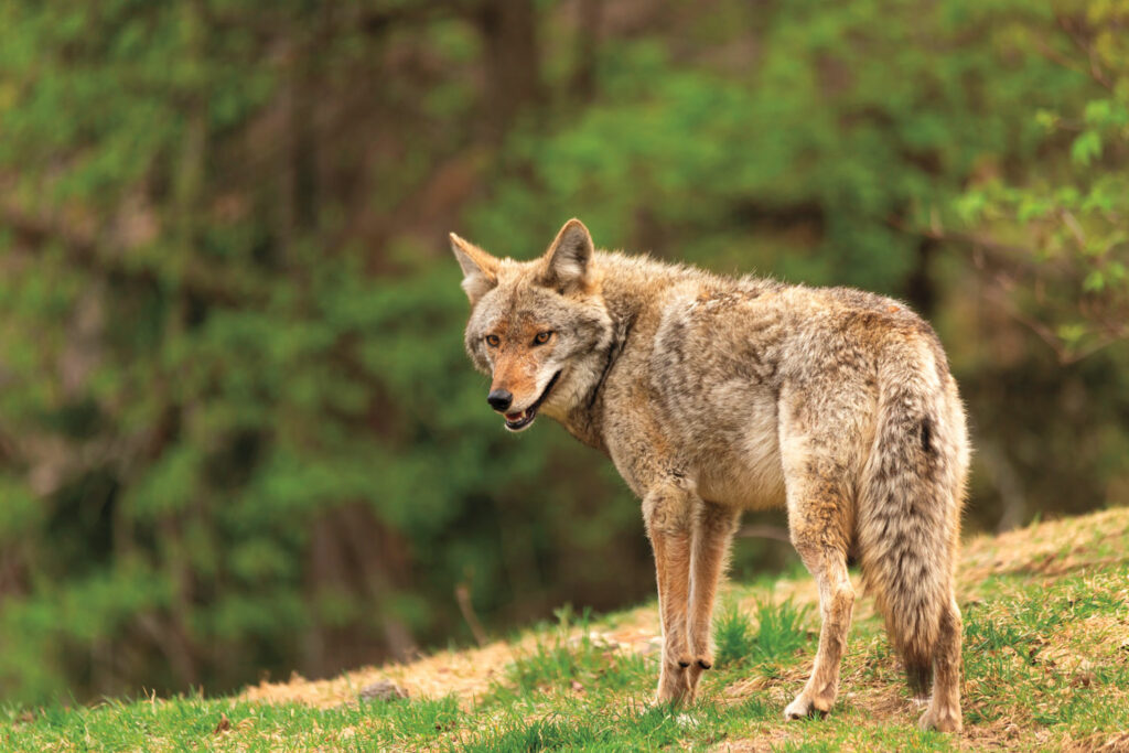 Coyote