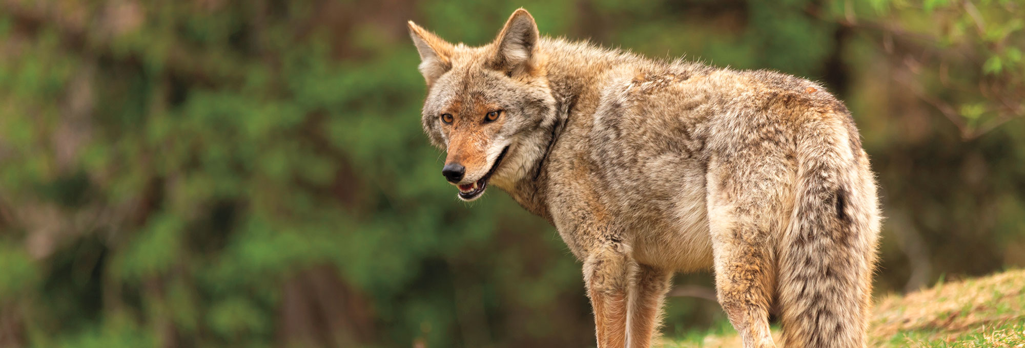 Coyote