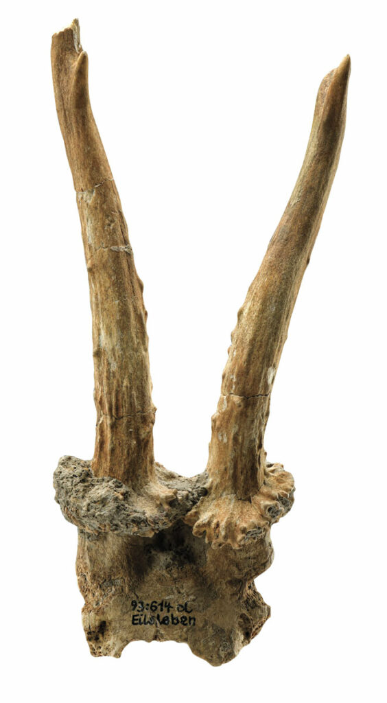 Roe deer antler mask