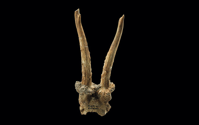 Roe deer antler mask