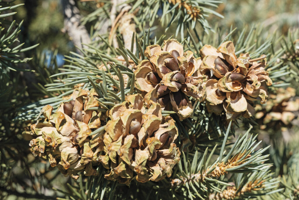 Pinyon pine nuts