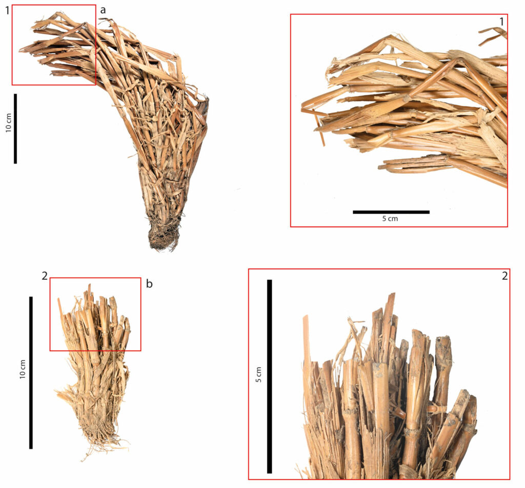 Cereal stems recovered from Roque Bentayga