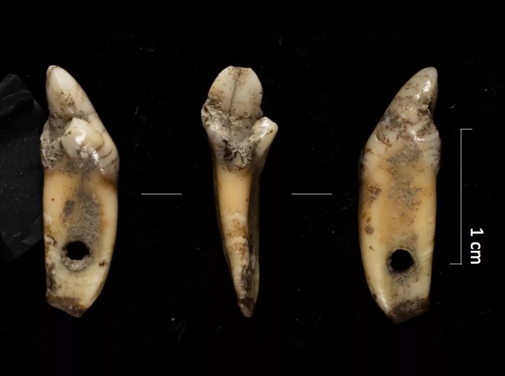 Pendant fashioned from a brown bear incisor