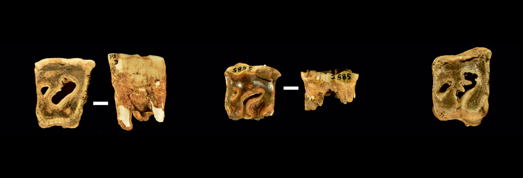 Rhinoceros teeth with traces of anthropogenic origin from the site of El Castillo, Spain