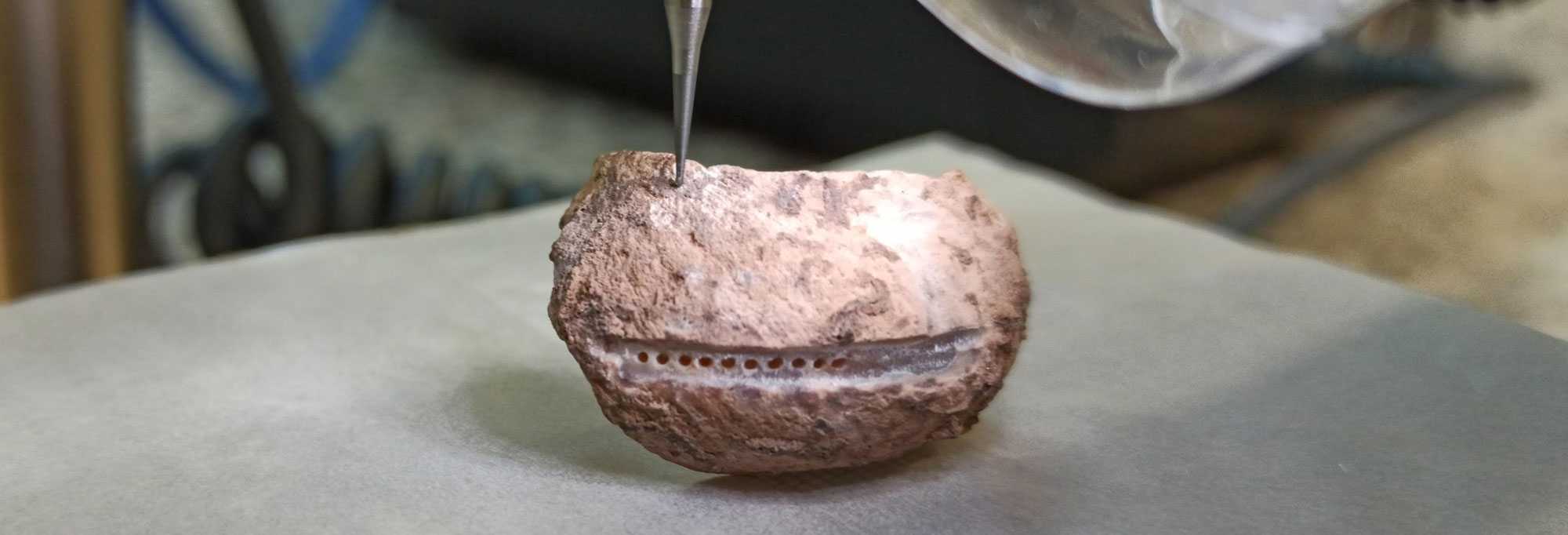 Mollusk lab specimen