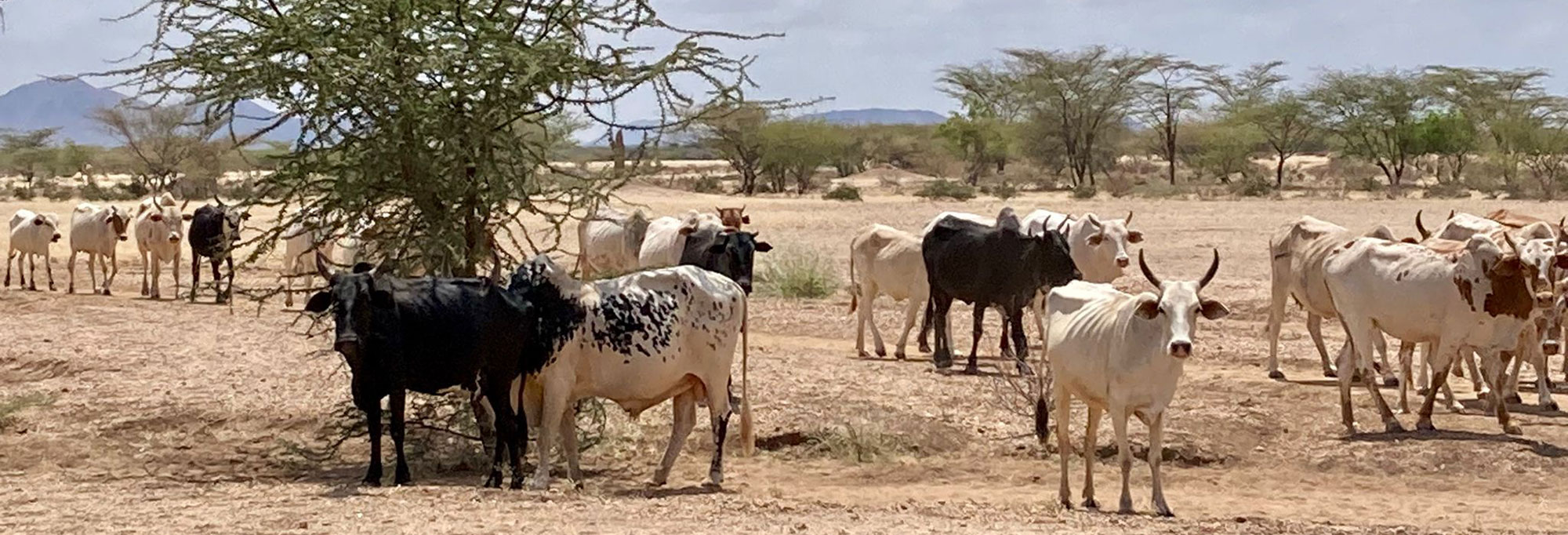 Domestic cattle in the Turkana region, Kenya