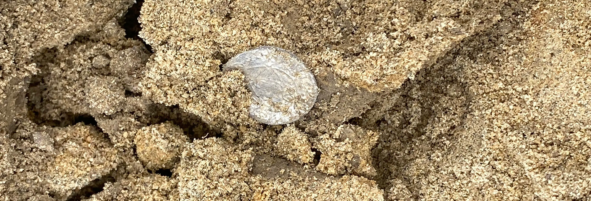 Mørstad Hoard coin in situ, Rena, Norway