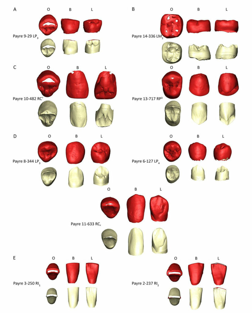Neanderthal teeth recovered from the Payre site in France