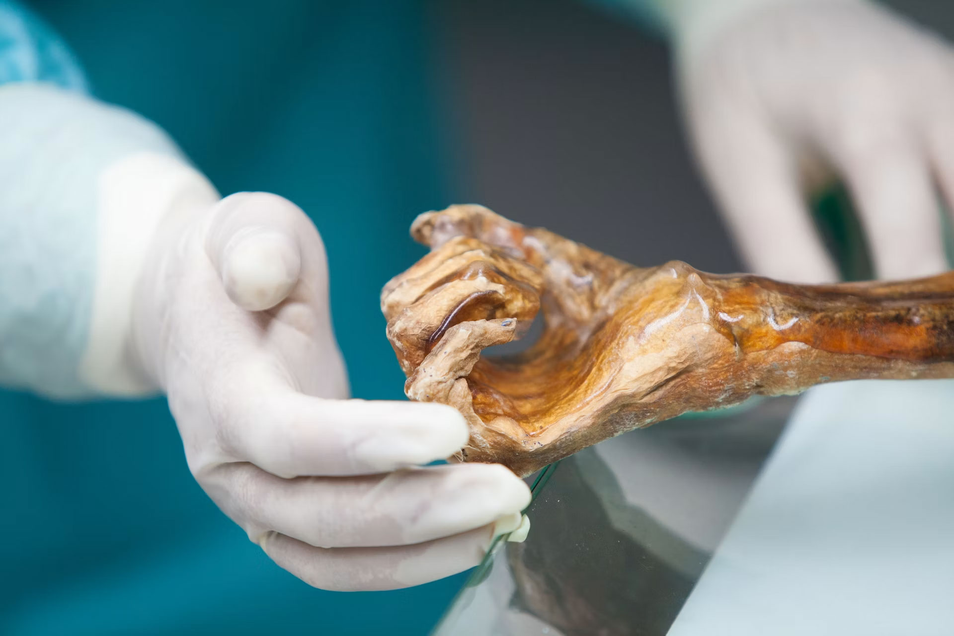 A scientist touches the mummified hand of Otzi the Iceman