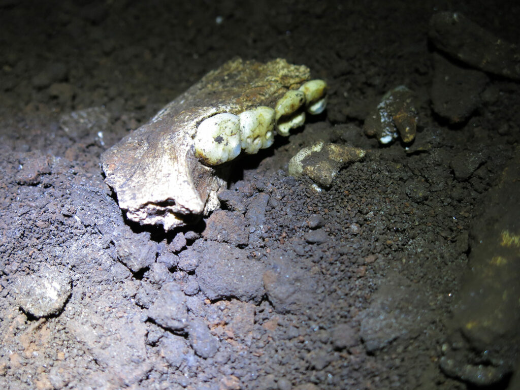 Homo naledi fossil mandible