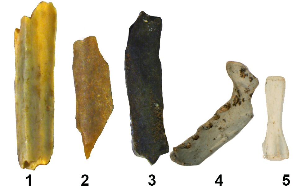 Bones recovered from Wonderwerk Cave show varying stages of burning, from unburnt (#1, at left) to most burnt (#5, at right).