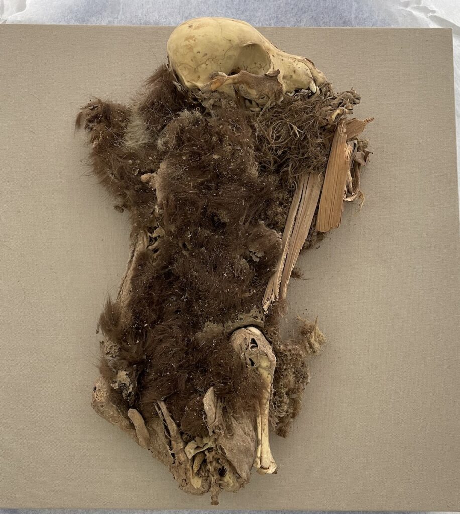 Mummified remains of female dog from Rio Muerto, Peru