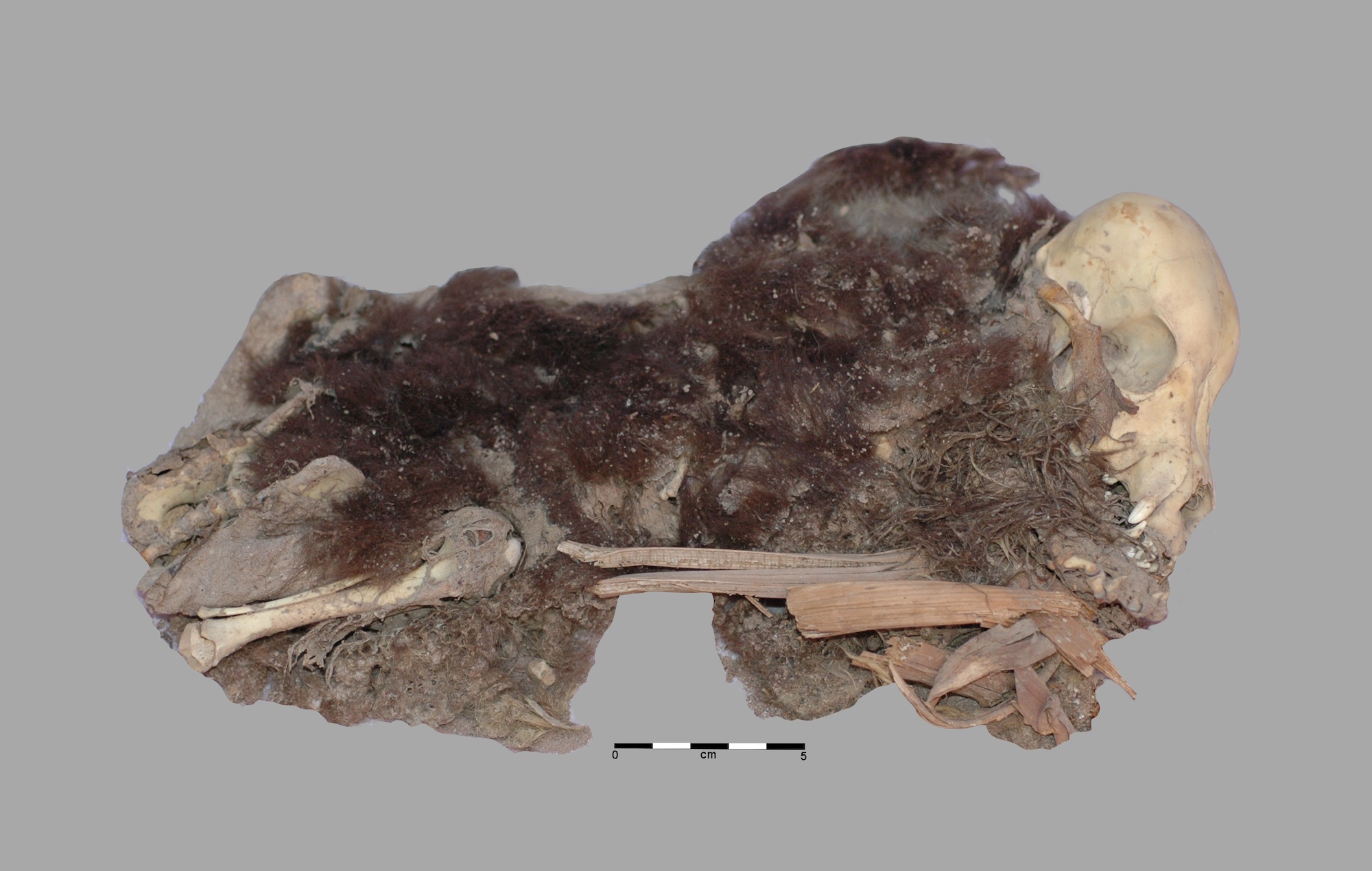 Mummified remains of female dog from Rio Muerto, Peru