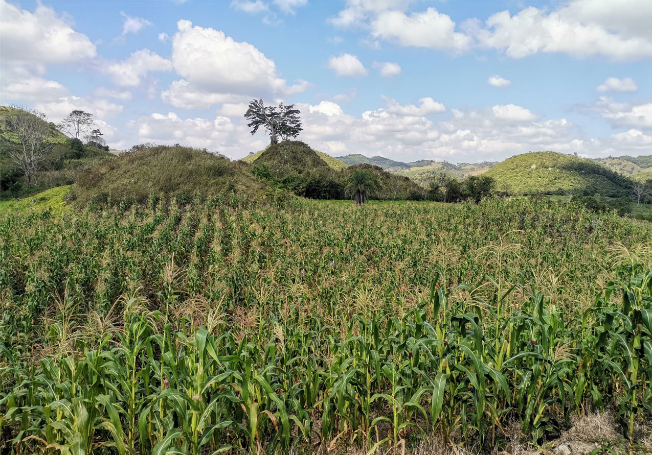 Maize grown at the site of Curucuitz in southeastern Peten, Guatemala