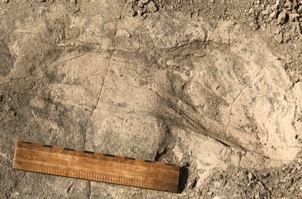Fossilized footprint of Paranthropus boisei