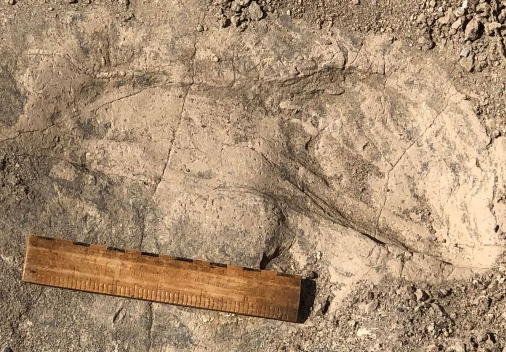 Fossilized footprint of Paranthropus boisei