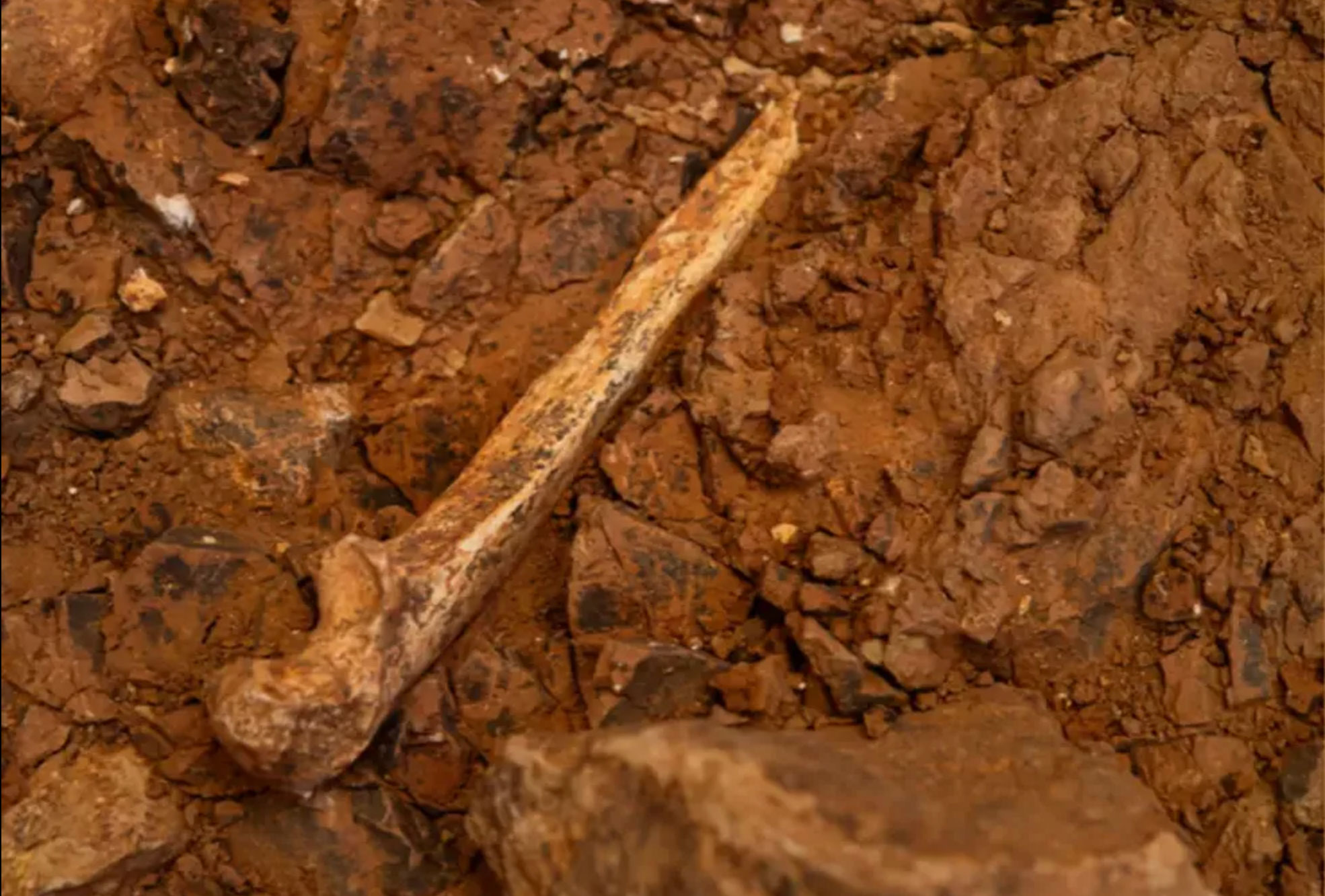 Homo antecessor ulna