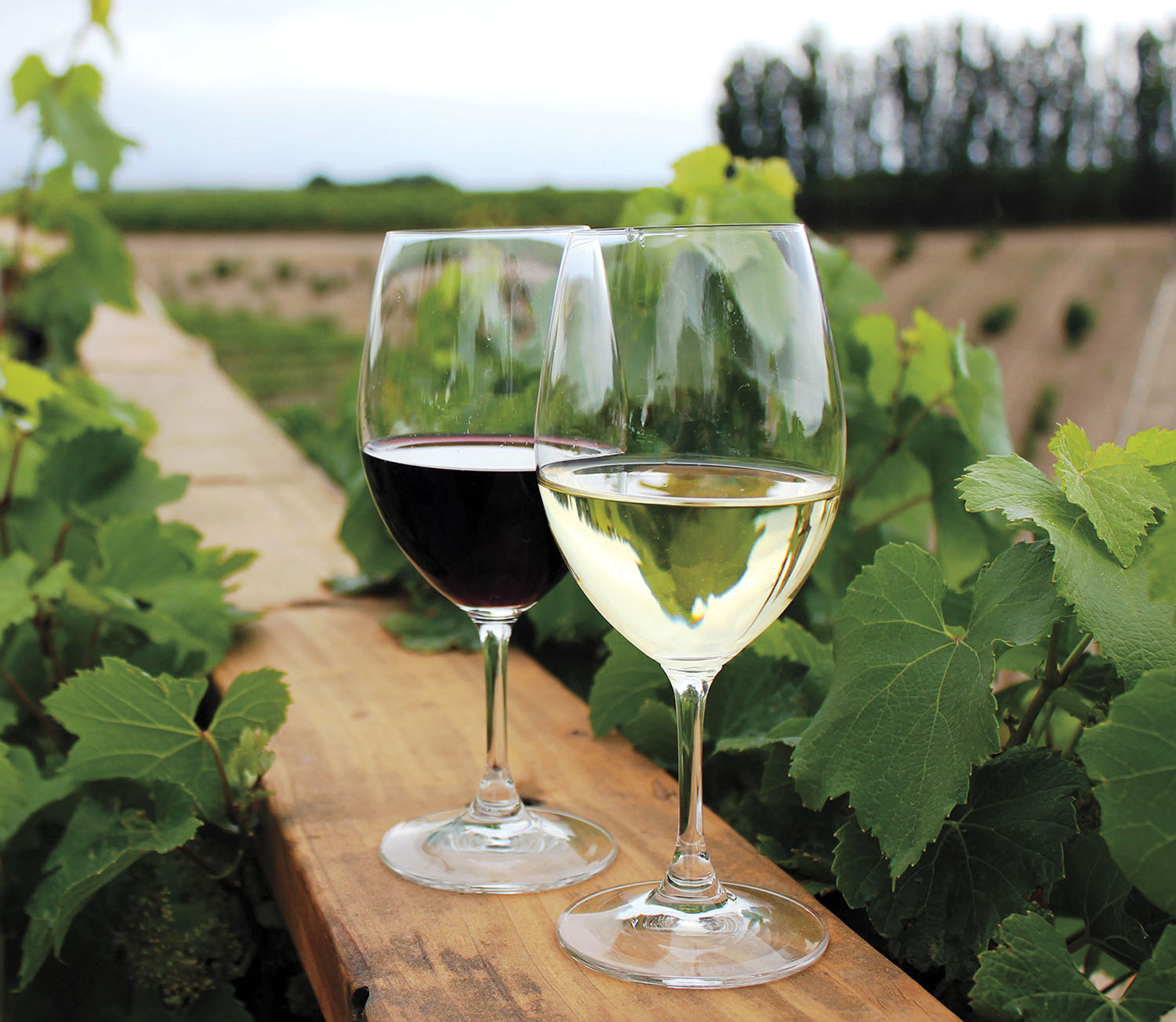 Glasses of wine