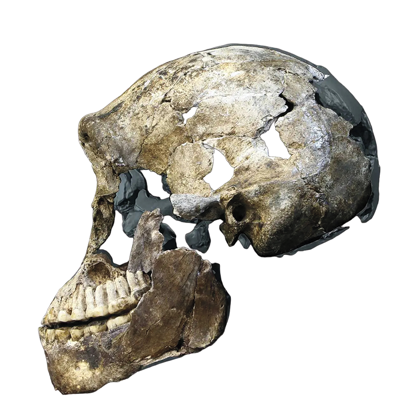 Homo naledi skull