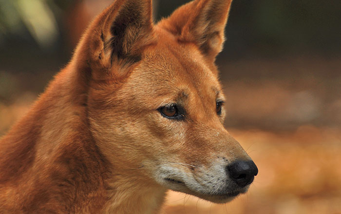 Dingo