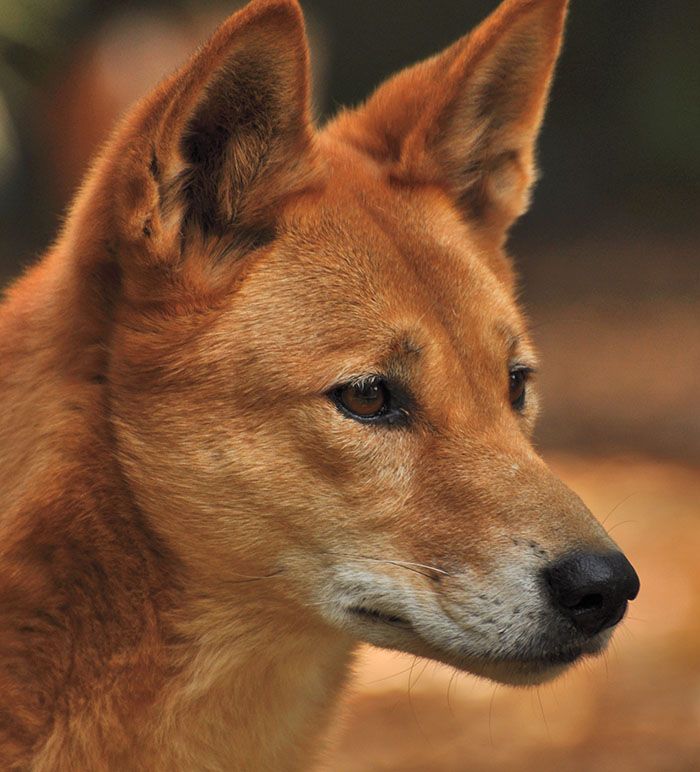 Dingo