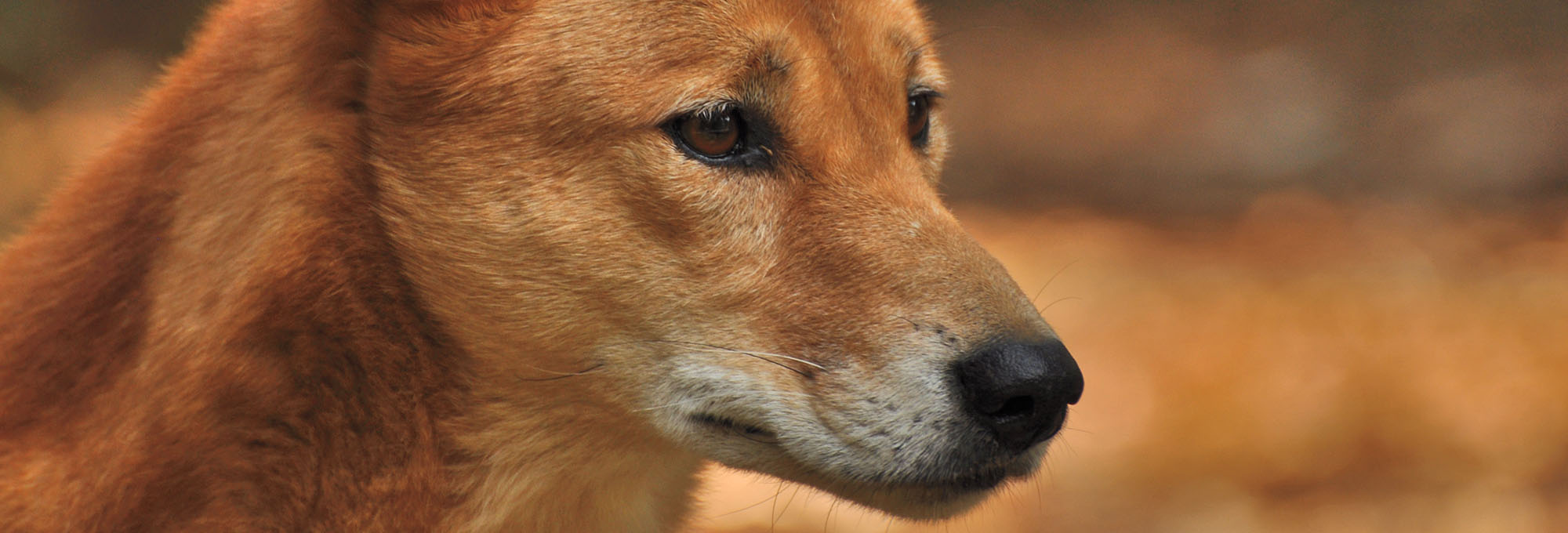 Dingo
