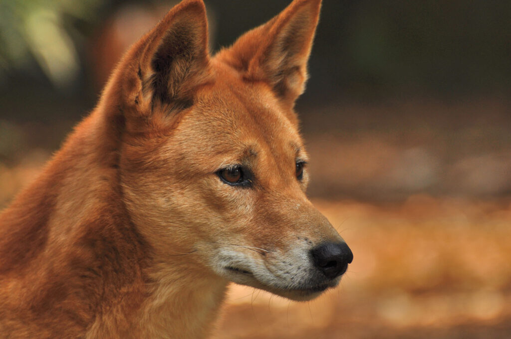 Dingo