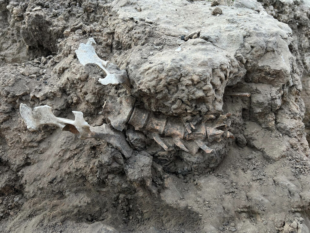 Dingo skeleton, Kinchega National Park, Australia