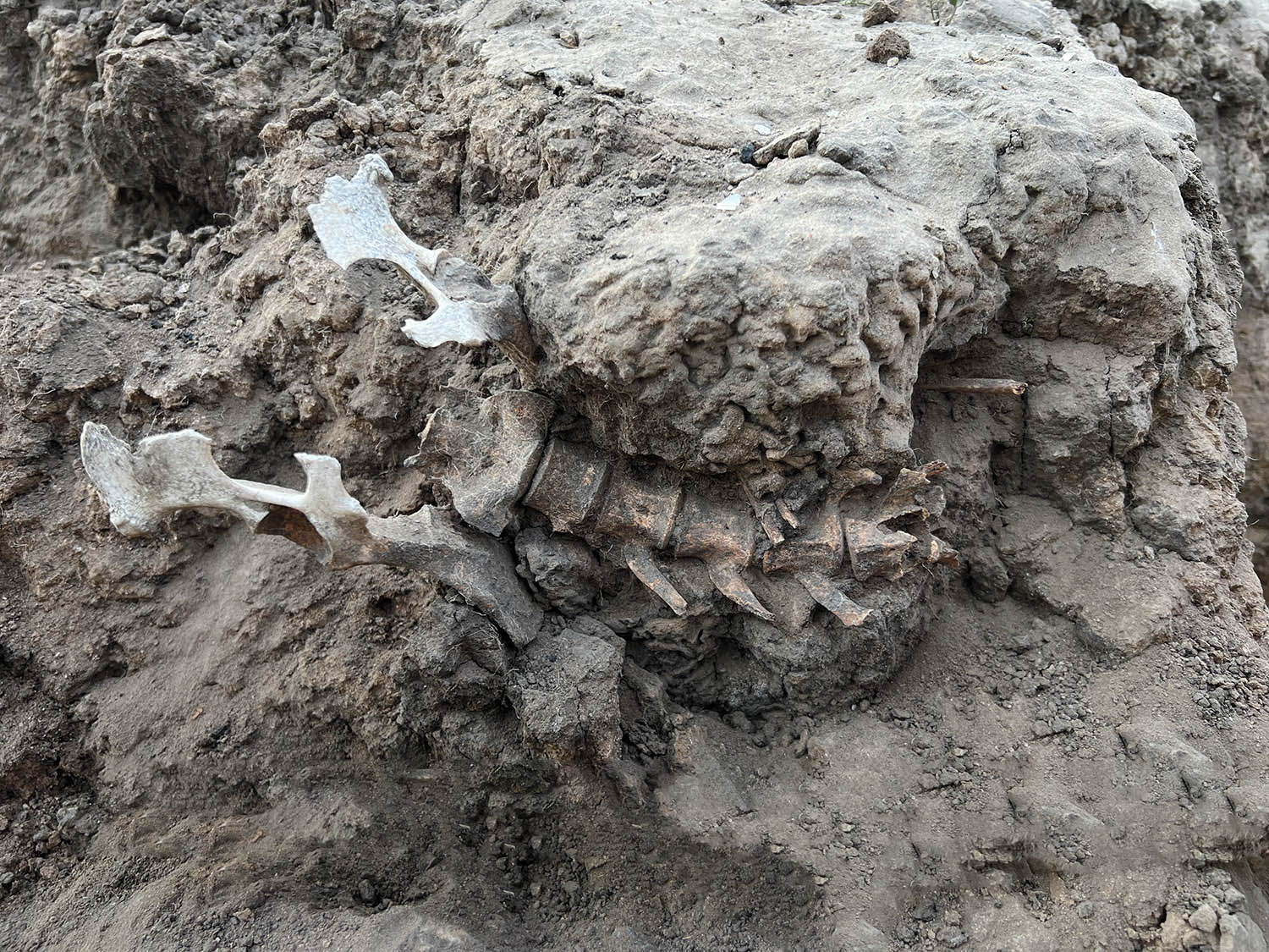 Dingo skeleton, Kinchega National Park, Australia