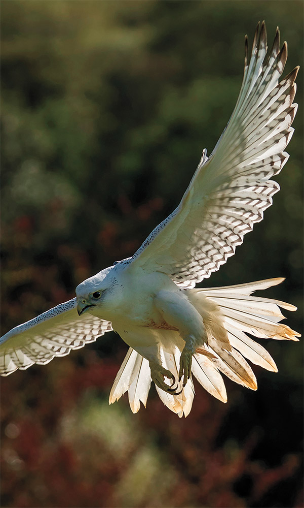 Gyrfalcon
