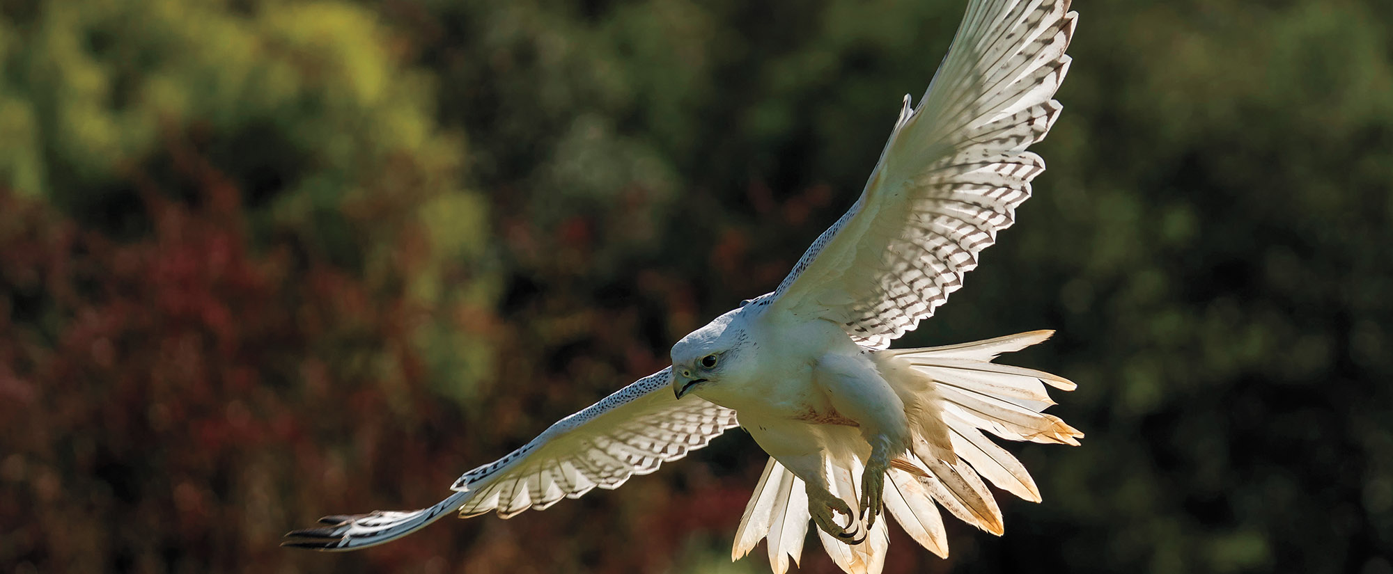 Gyrfalcon