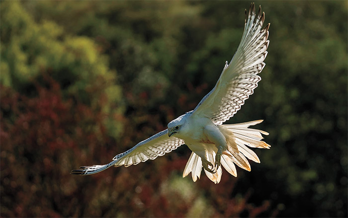 Gyrfalcon