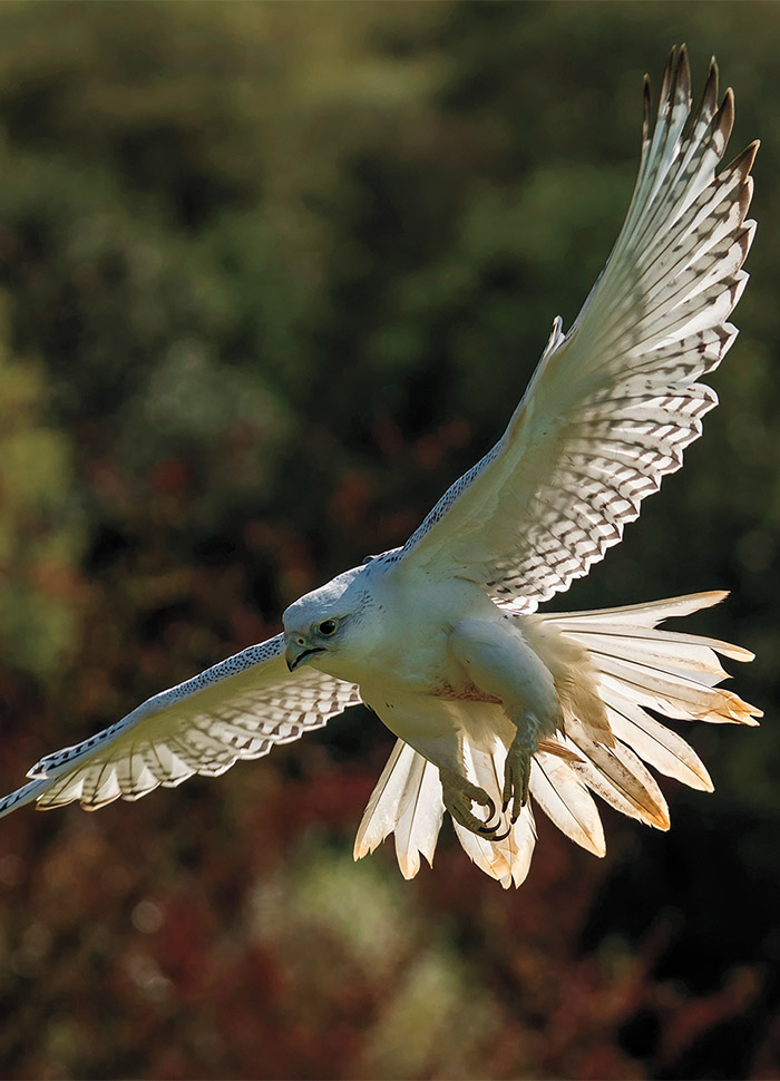 Gyrfalcon