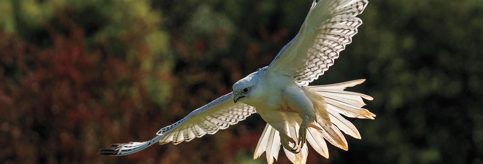 Gyrfalcon