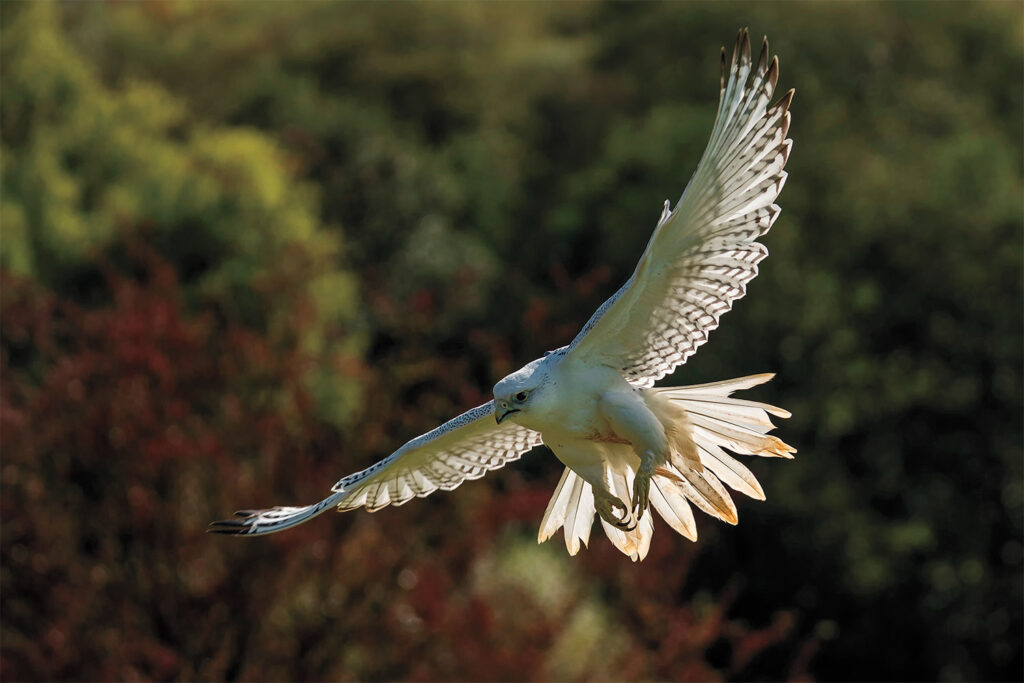 Gyrfalcon
