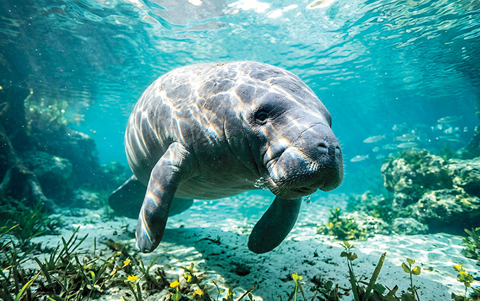 Manatee