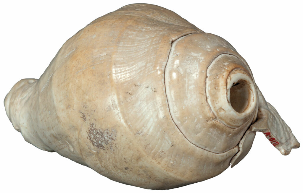 Conch-shell trumpet