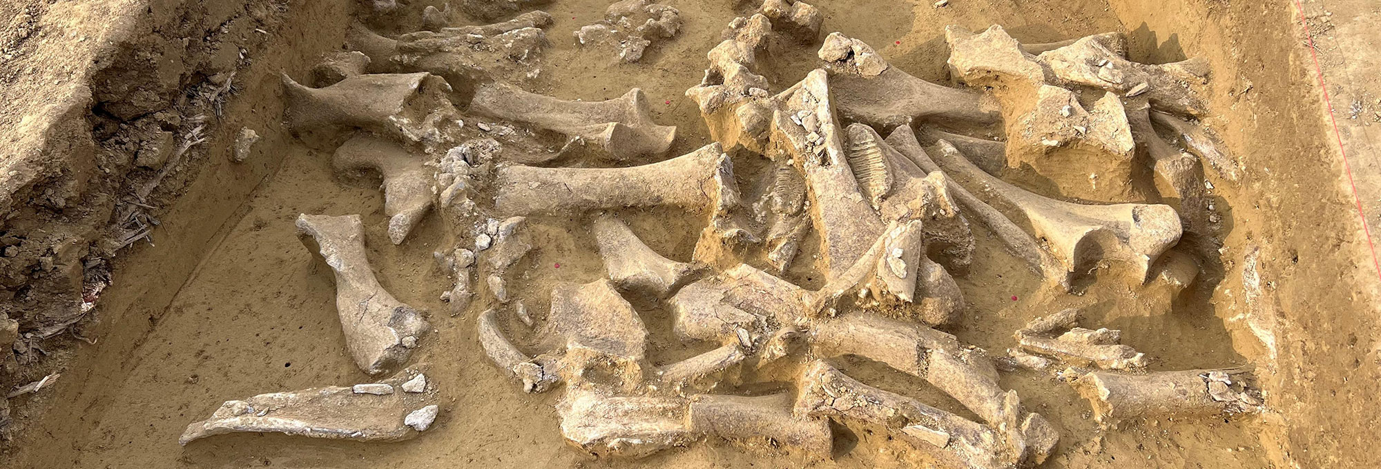Excavation of mammoth bones, Langmannersdorf, Austria