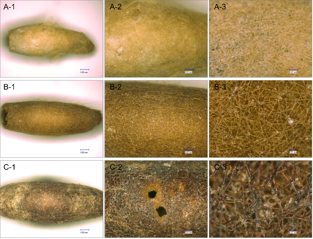 News - Earliest Evidence of Silkworm Cultivation Found Outside of China - Archaeology Magazine