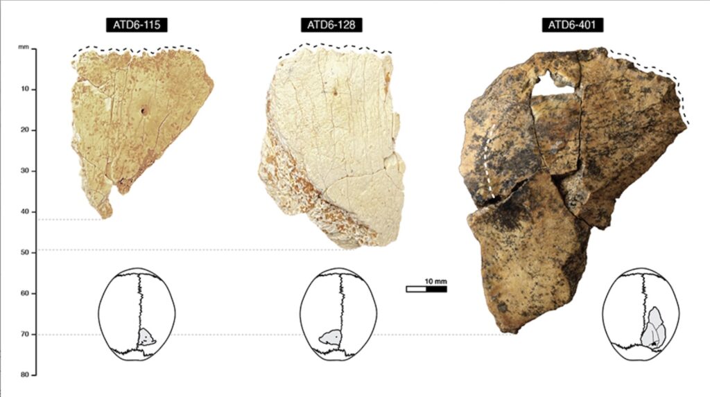 Homo antecessor skull fragments