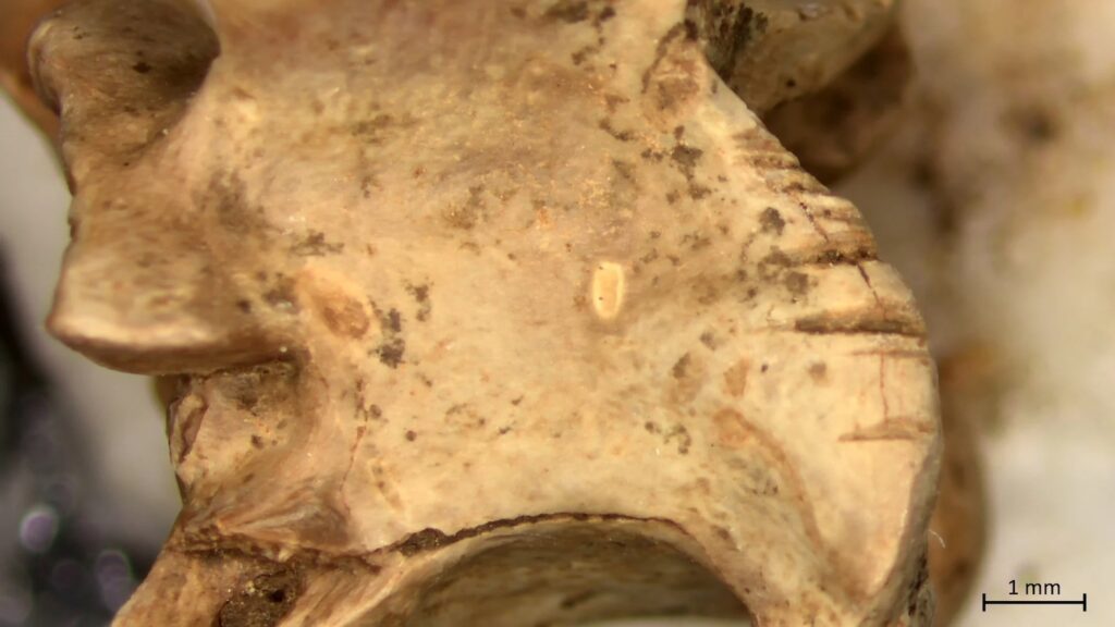 Microscopic image showing cut marks on a bone from a large whip snake