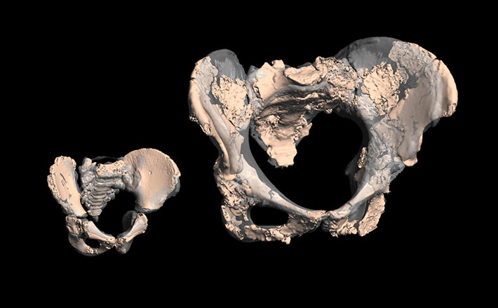 Virtual reconstructions of Neanderthal pelvises