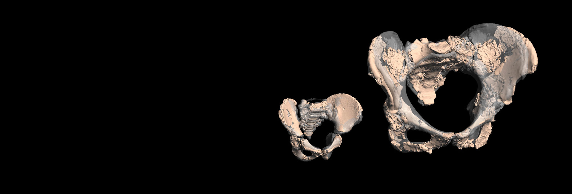 Virtual reconstructions of Neanderthal pelvises
