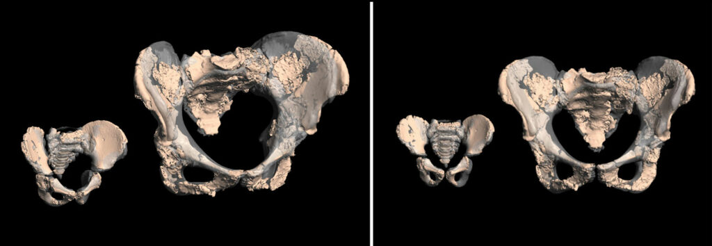 Virtual reconstructions of Neanderthal pelvises