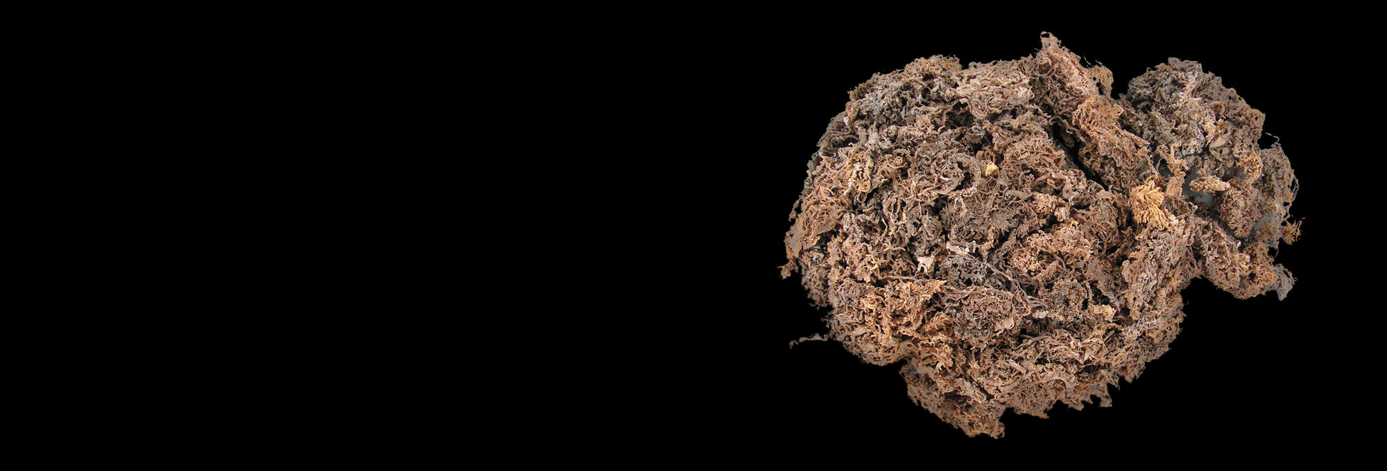 Dried seaweed