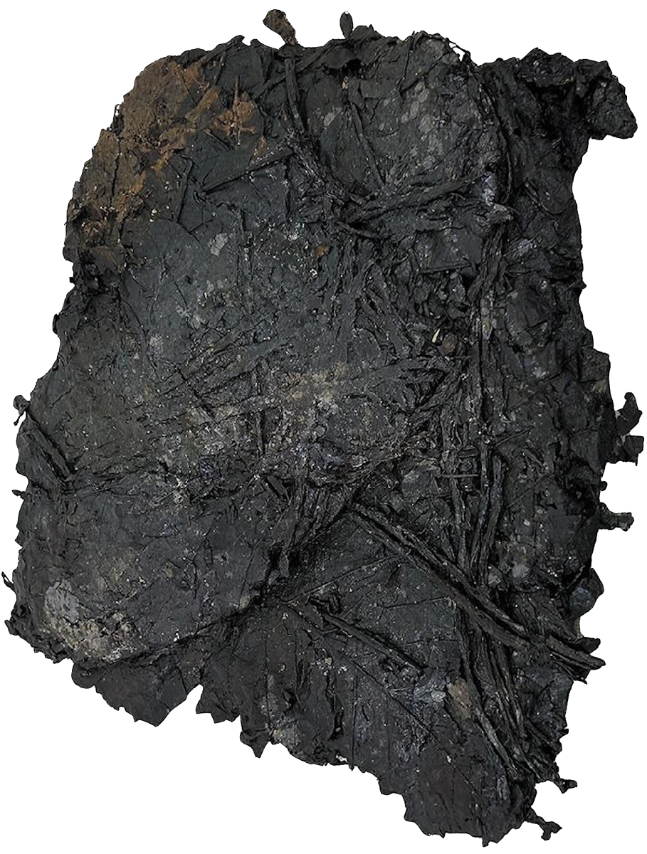 Plant bundle recovered from the Wuwangdun Tomb in eastern China’s Anhui Province