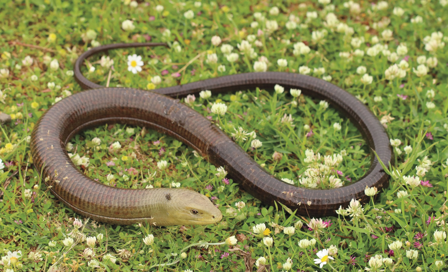Snake